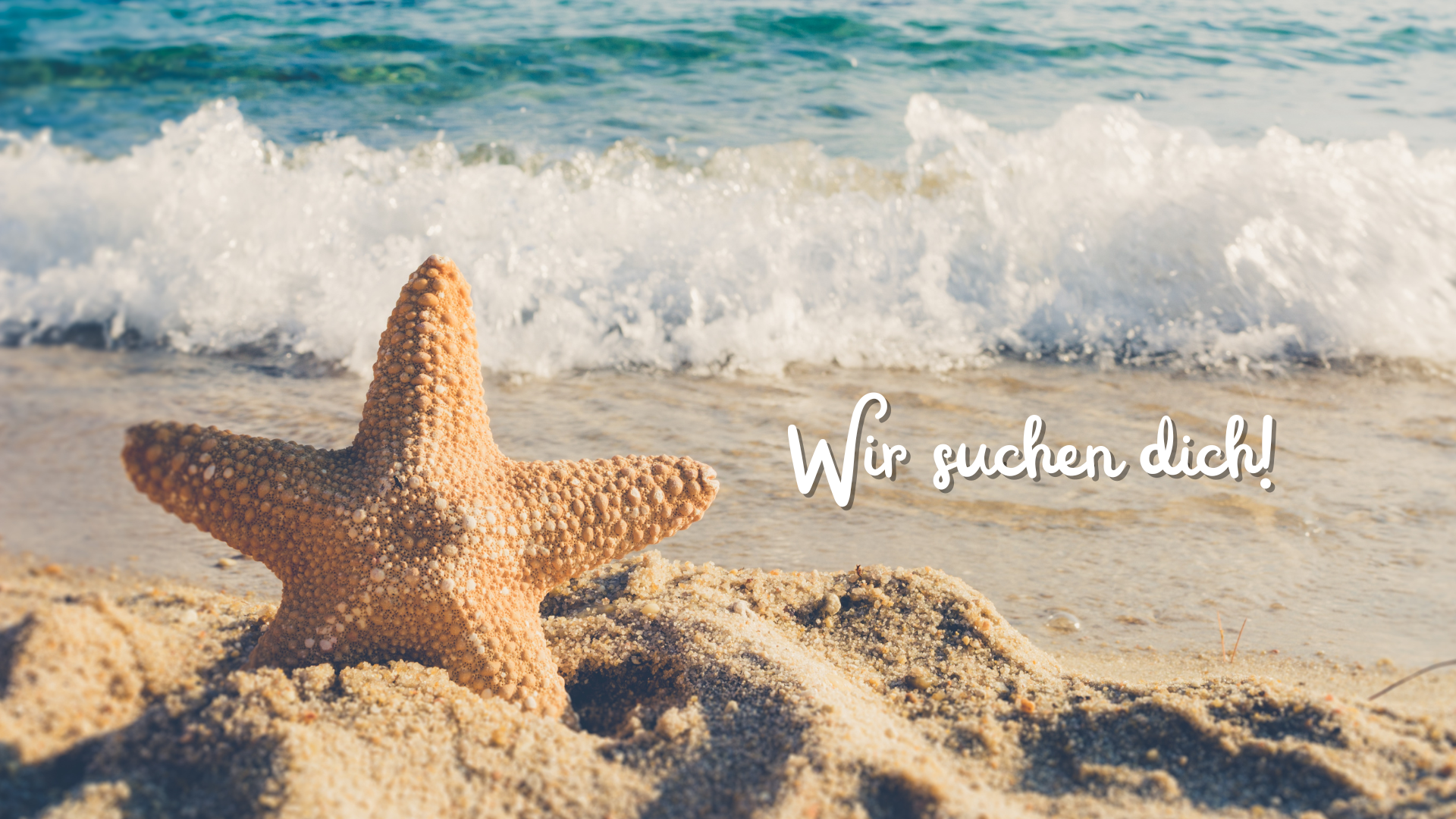 Bild von einem Seestern am Strand mit dem Aufruf 'Wir suchen dich!'